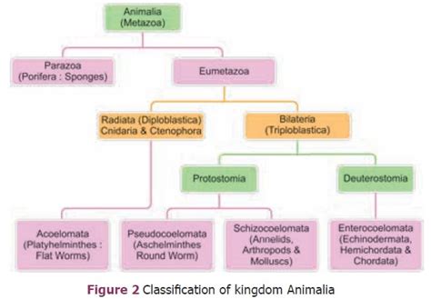 Criteria for Classification of Animal Kingdom