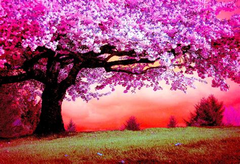 100+ Wallpaper Pink Tree Picture - MyWeb