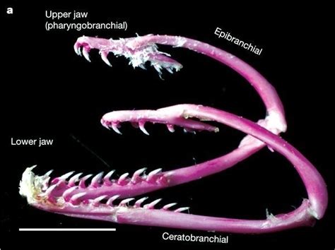 Giant Moray Eel – "OCEAN TREASURES" Memorial Library