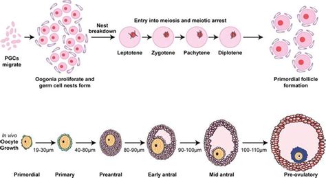 Figure 1. Schematic of the key stages of oocyte maturation. Upper ...