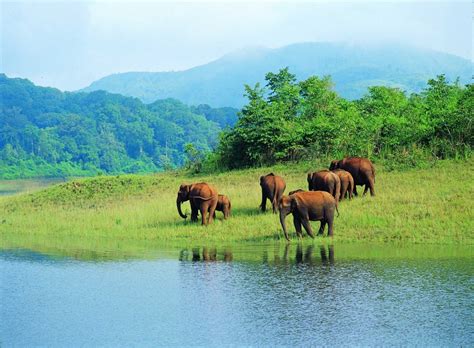 Periyar National Park - Periyar Wildlife Sanctuary