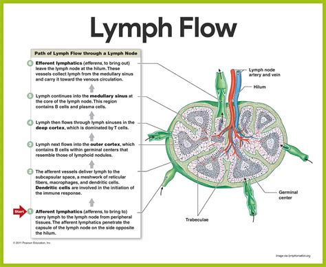 Schematic Diagram Of Lymphatic System