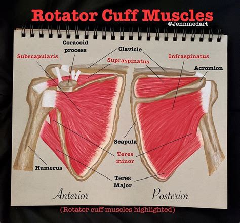 Rotator Cuff Anatomy