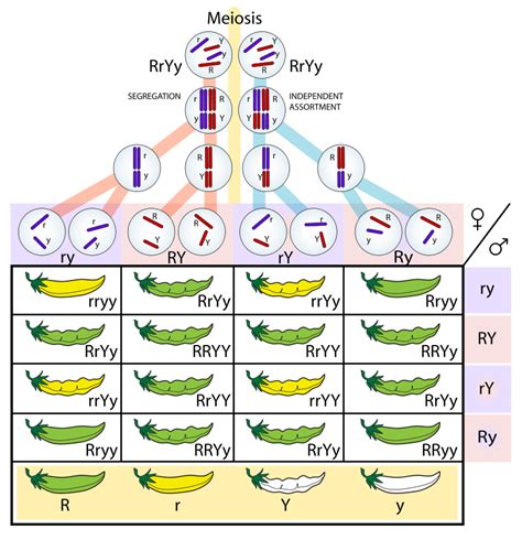 How To Find Phenotypic Ratio: For Dihybrid and Trihybrid F2 Generations ...