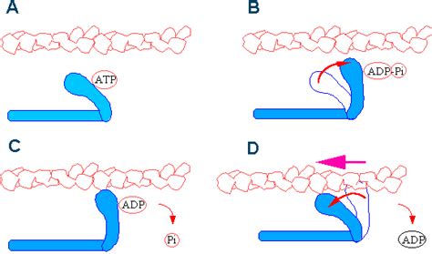 Motor proteins and muscles | Organismal Biology