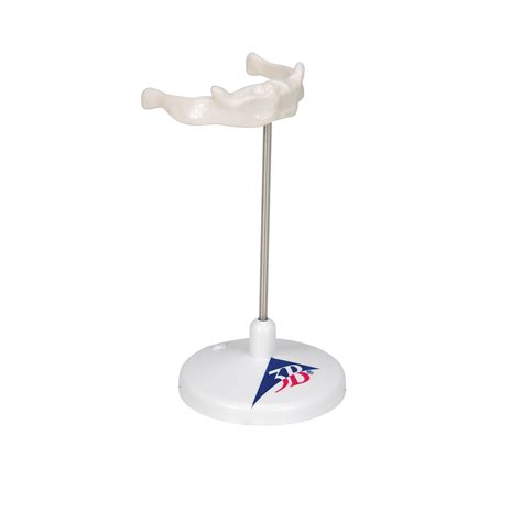 Anatomical Teaching Models - Plastic Vertebrae Model - Hyoid Bone