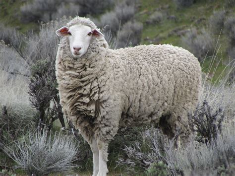 How companies can source wool more sustainably | GreenBiz