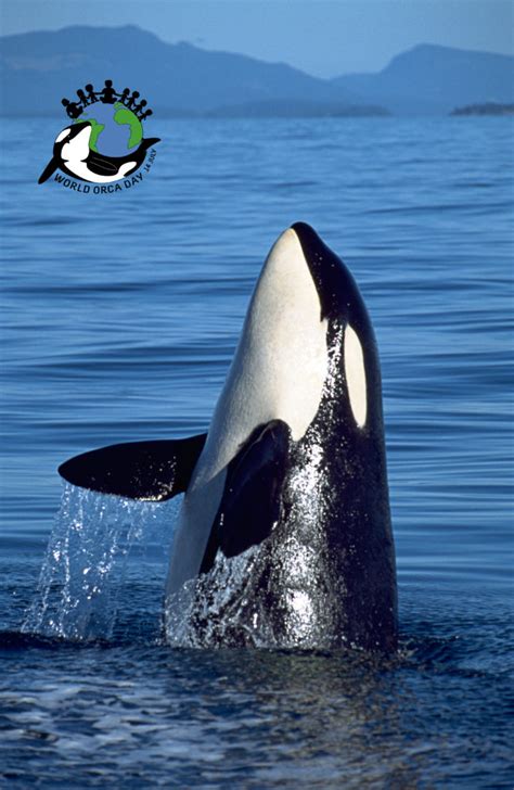 Orca Conservation Projects - World Orca Day