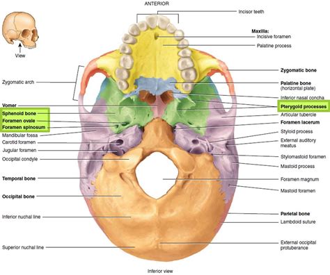 Sphenoid bone anatomy, function, parts & sphenoid bone fracture