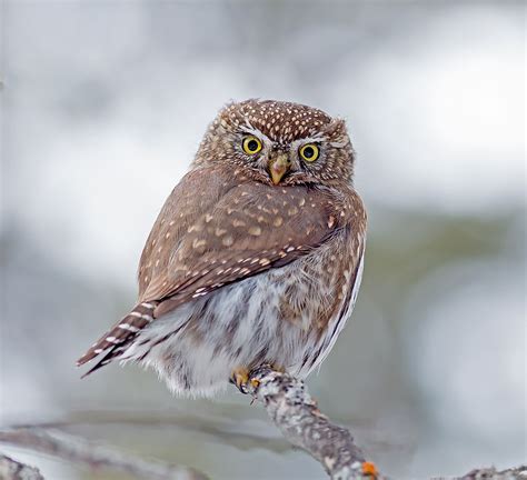 Northern Pygmy Owl Facts: Animals of North America - WorldAtlas