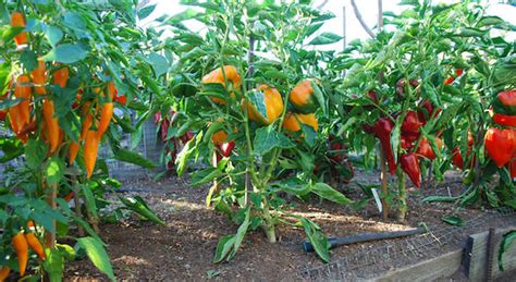 Growing Peppers, How to Grow Peppers, Growing Bell Peppers