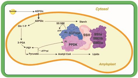 Agronomy | Free Full-Text | The Structure, Function, and Regulation of ...