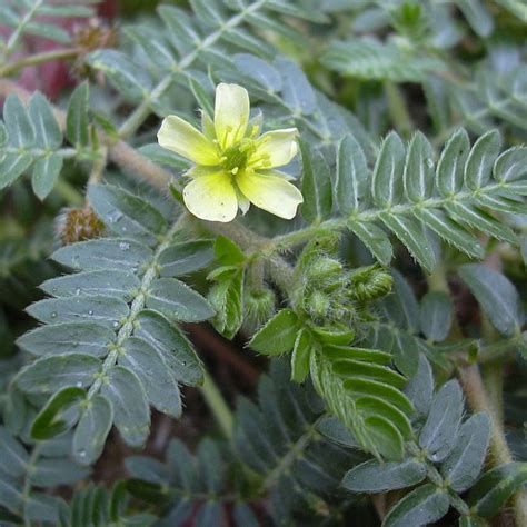 Puncture Vine Seeds Caltrops Seeds tribulus Terrestris - Etsy