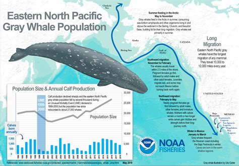 Feds convene experts to find out why so many gray whales are dying