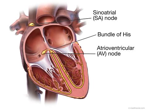 Bundle of His – Medmovie.com