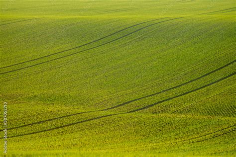 Young wheat plants grow in the field. Vegetable rows, agriculture ...