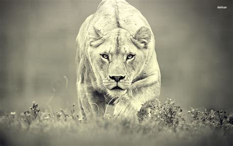 Lioness Hunting. | Lion pictures, Lion and lioness, Lioness