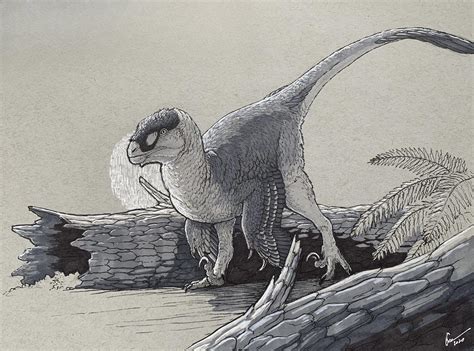 Dromaeosaurus, the wolverine of late Cretaceous North America : r ...