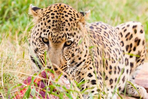 Leopard with prey stock image. Image of face, outdoor - 35233191