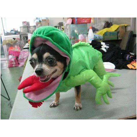 Iguana Costume - Paws Place