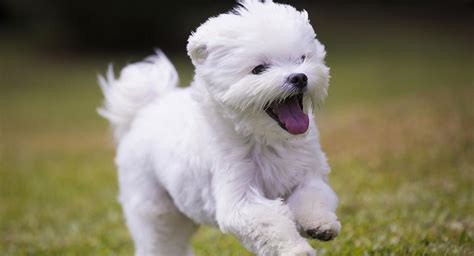 Maltese Dog Breed Information Center: The Ultimate Fluffy White Puppy