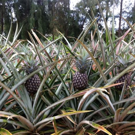 White Pineapple 3g - GreenLife by Shamus O'Leary