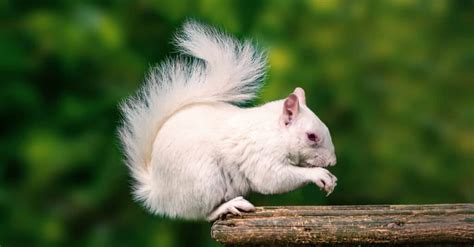 Albino Animals: The Top 10 Amazing White Animals - A-Z Animals