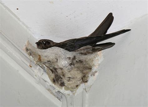 Swiftlet Bird Characteristics : Edible Nest Swiftlet If You Ve Ever ...