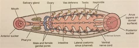 ImageQuiz: BIOL212 Leech Internal Anatomy