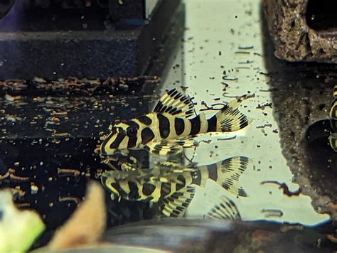 Buy L134 Leopard Frog Pleco online in Australia | Point Pleco Aquariums