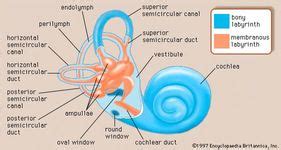 Inner ear | anatomy | Britannica.com