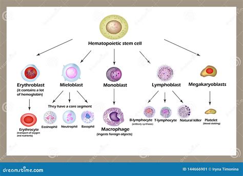 Macrophages Cartoons, Illustrations & Vector Stock Images - 125 ...