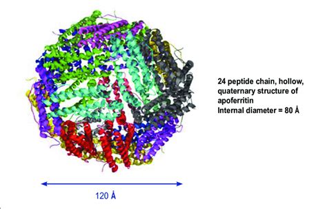 The quaternary structure of apoferritin. | Download Scientific Diagram