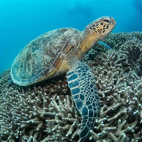 Sea Turtle | Turtle, Save the sea turtles, Tortoise turtle