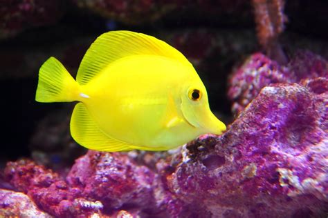 10 Vibrant Yellow Aquarium Fish Species | Build Your Aquarium