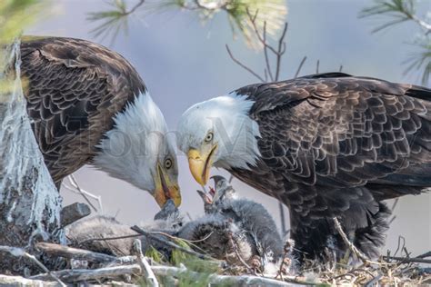 Bald Eagles Feeding Chicks – Tom Murphy Photography