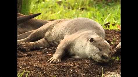 Beautiful Shots of the Week !.......Is Mum OTTER 'pregnant' again ...