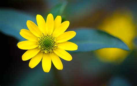 Yellow Flower HD Wallpapers - Wallpaper Cave