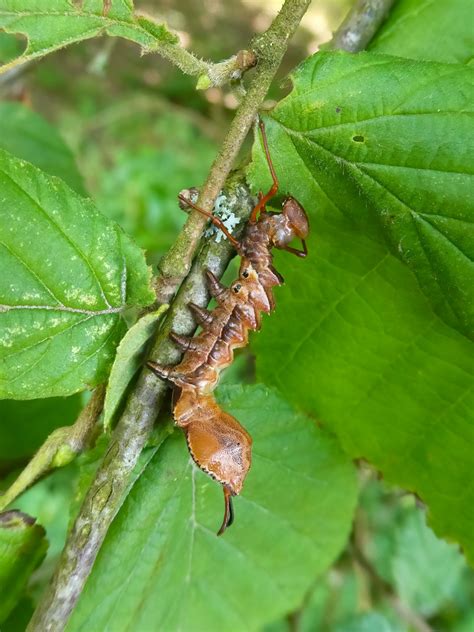 Lobster Moth caterpillar (Stauropus fagi) | Found on Hazel. … | Flickr