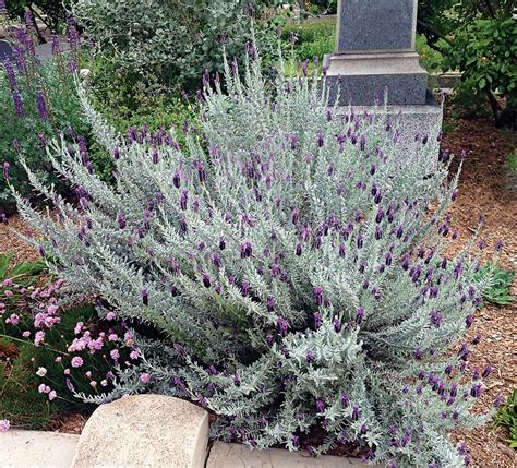 Lavandula stoechas Silver Anouk | Plants around pool, Plants, Spanish ...