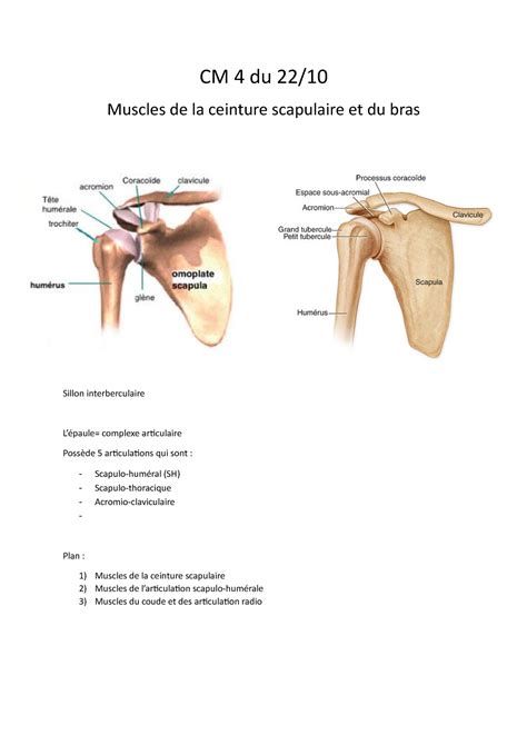 CM 4 - cours anatomie L1 - CM 4 du 22/ Muscles de la ceinture ...