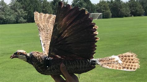 Taxidermy birds are now being fused with drones | Popular Science