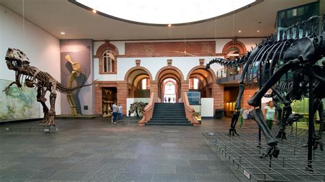 Senckenberg Museum in Frankfurt, | Expedia