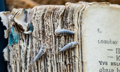 The What, When, Where of Silverfish and How to Remove Them - Fromms ...