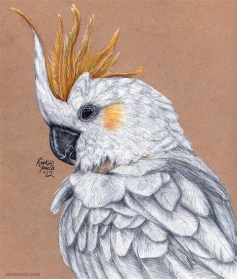 40 Beautiful Bird Drawings and Art works for your inspiration