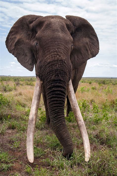 Africa’s Big Tuskers | Elephant, Elephants photos, Majestic animals