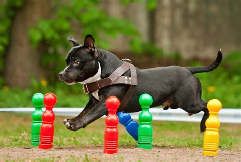 Outdoor Dog Games You Can Play Together – Union Lake Pet Services