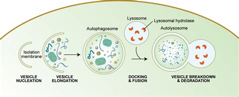 Autophagy in C. elegans