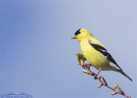 Male American Goldfinch In His Finest Plumage - Mia McPherson's On The ...