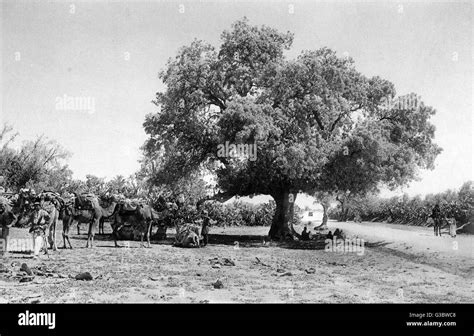 Terebinth tree pistacia palaestina Black and White Stock Photos ...